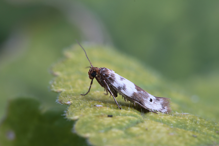 Coppia di Enolmis sp. - Scythrididae